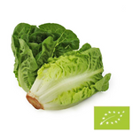 ROMAN MINI FRESH SALAD BIO (ca 8 förpackningar)